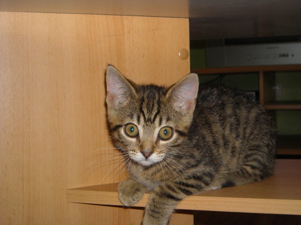 Momo unterm Couchtisch