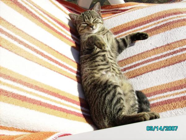 Mona beim Sonnenbaden