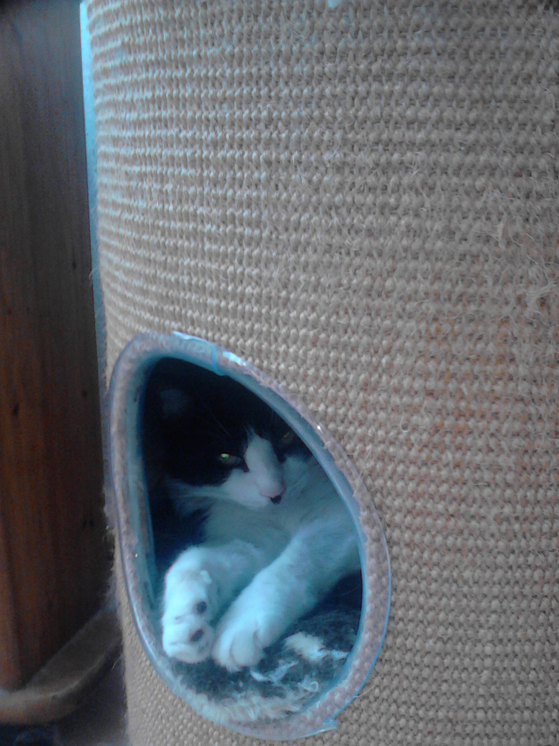 Mongli in die Kratzetonne