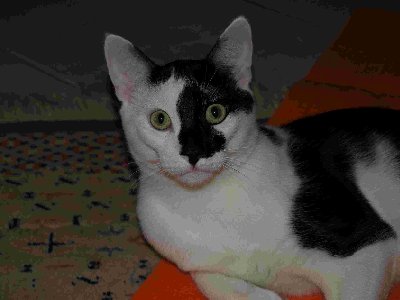 Monty, ein ganz unkomplizierter, lustiger, verschmuster Kater