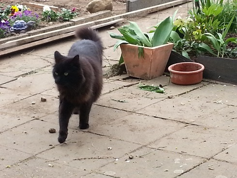 Morle im laufschritt