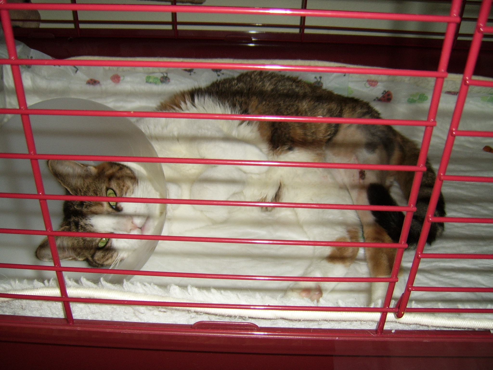 Mucki ist krank 1.JPG