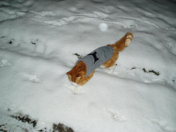 Musashi mit Pullover am 04.01.2010