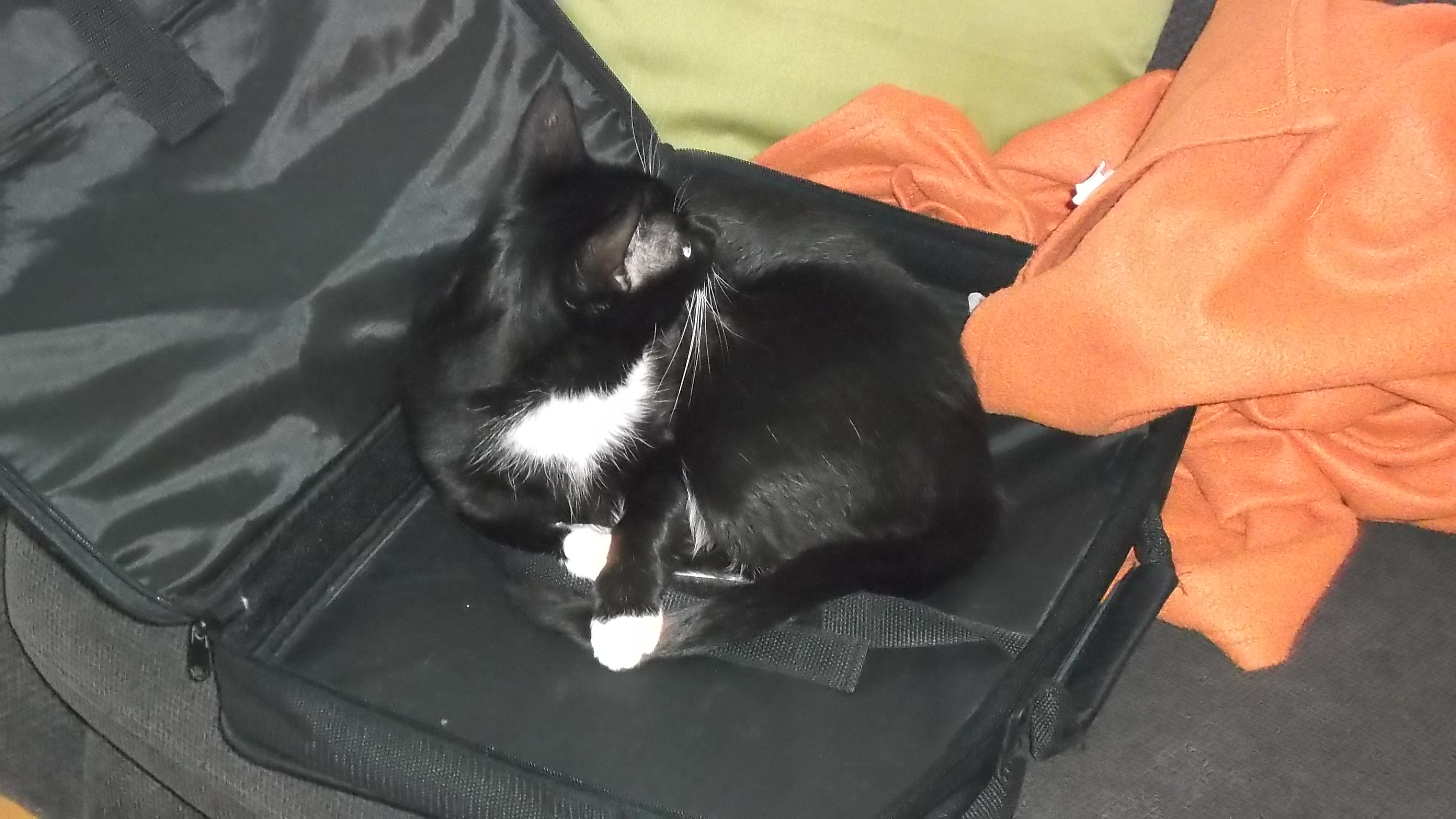 Musja fühlt sich in der Laptoptasche wohl
