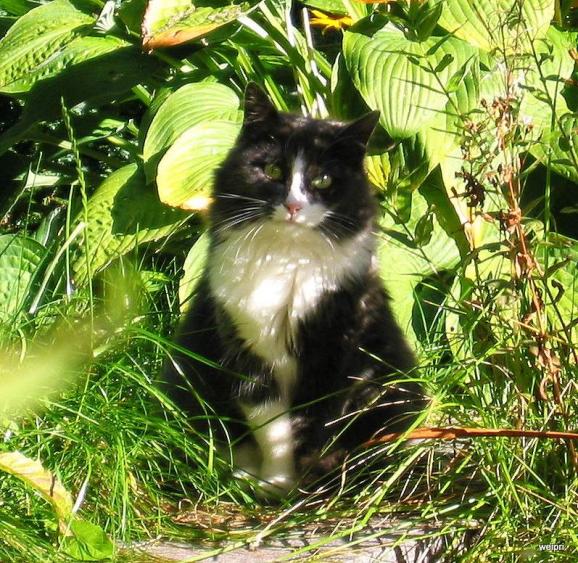 Mutter von Lissi in meinem Garten