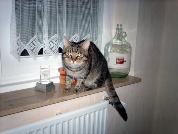 n1557374172 19020 3373