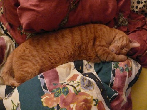 na? genau! schlafend