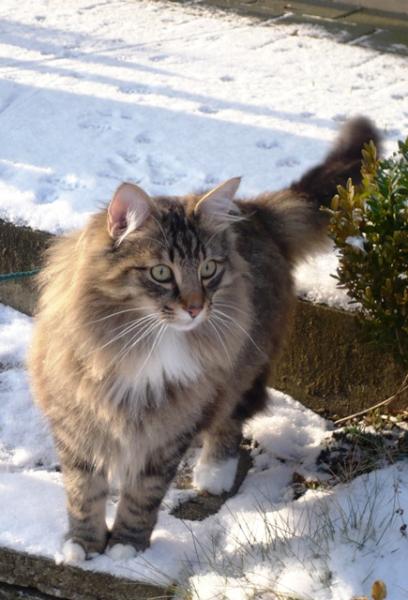 Na, was ist denn da im Schnee?