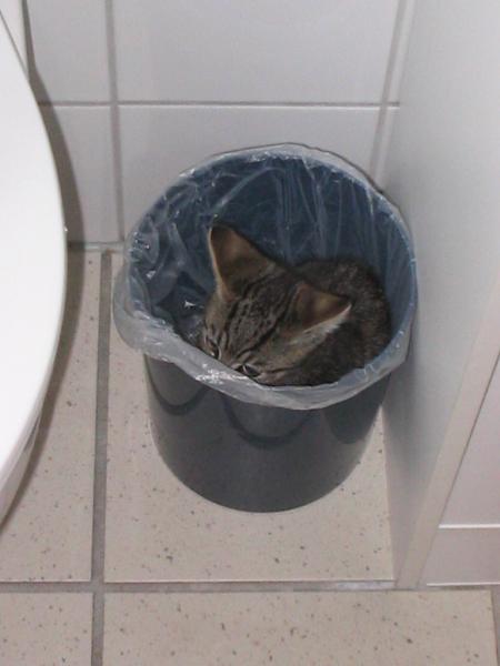 Nach ca. einer viertel Stunde des verzweifelten suchens...