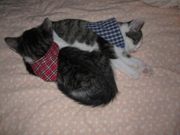 Nach dem Toben, geht nichts über ein gemeinsames Nickerchen :)