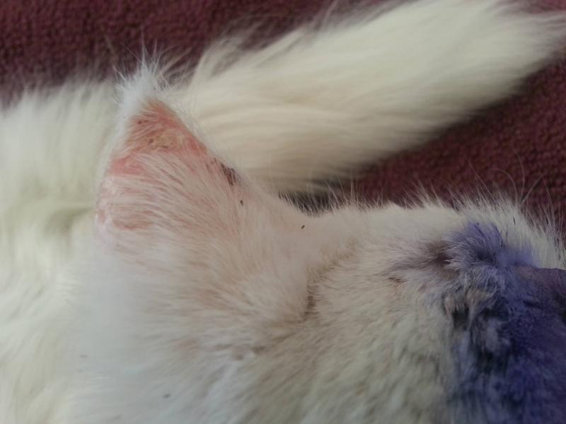 Nach der 1. OP, Blick auf das ebenfalls befallende linke Ohr