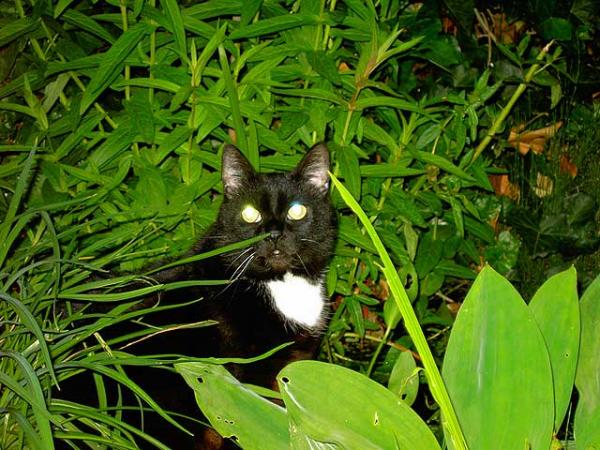 nächtlicher Ausflug