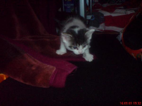 Nala ist jetzt 4 Wochen alt