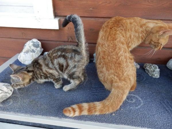 Nanu? Welcher Weg nun?
Super Karla mit meinem U-Charmtroll