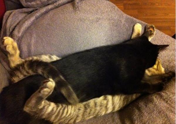 nebeneinander schlafen ist einfach zu langweilig