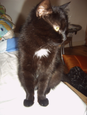 Nein das ist keine Kitte mehr^^ Beide sind um 1 Jahr rum. Aber manchmal wenn sie will dann sieht sie noch sehr Babyhaft aus...