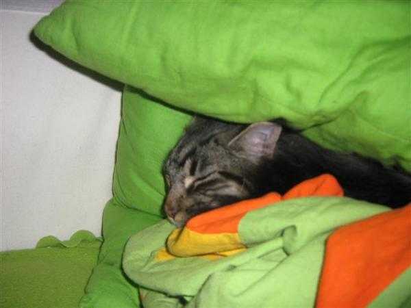 Nelly in Lieblingsschlafstellung im Kissen und Decken gewühl auf dem Sofa