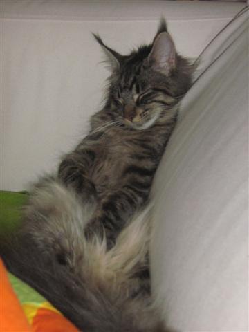 Nelly schläft einfach gern :D