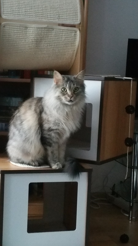 Neuer, robuster Kratzbaum für das kleine Coonie-Monster das den alten trotz Deckenspanner und Dübel in der Wand umgeschmissen hat ;)