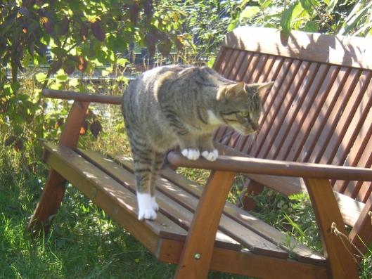 Neugier, Dein Name ist "Finn". Was hat er hier schon wieder Interessantes entdeckt?