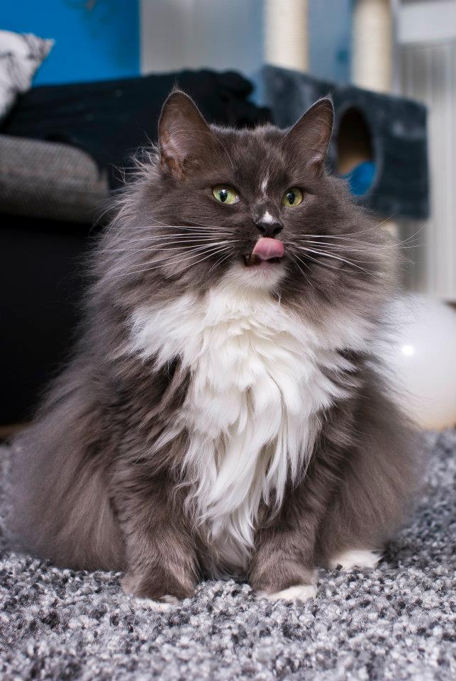 nicht dick... nur flauschig