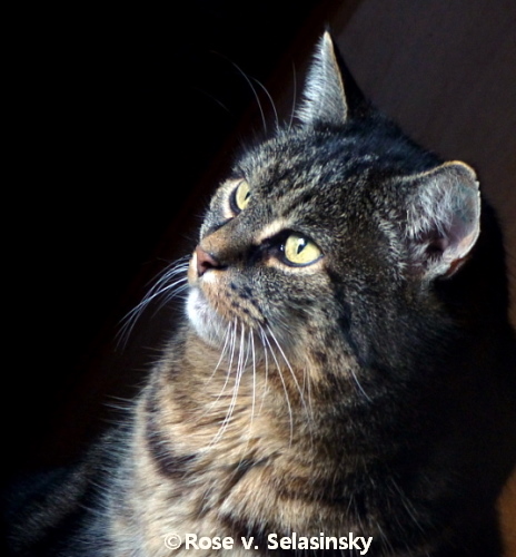 nicky im zimmer am fenster