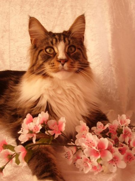 Niclas als Blumenjunge