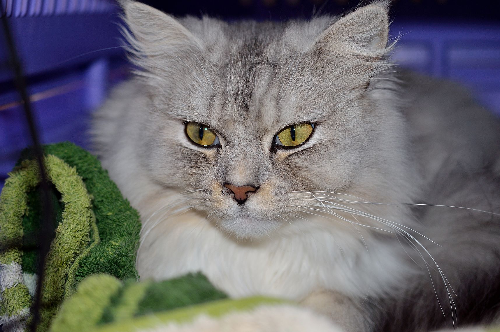 Nico im Transportkorb