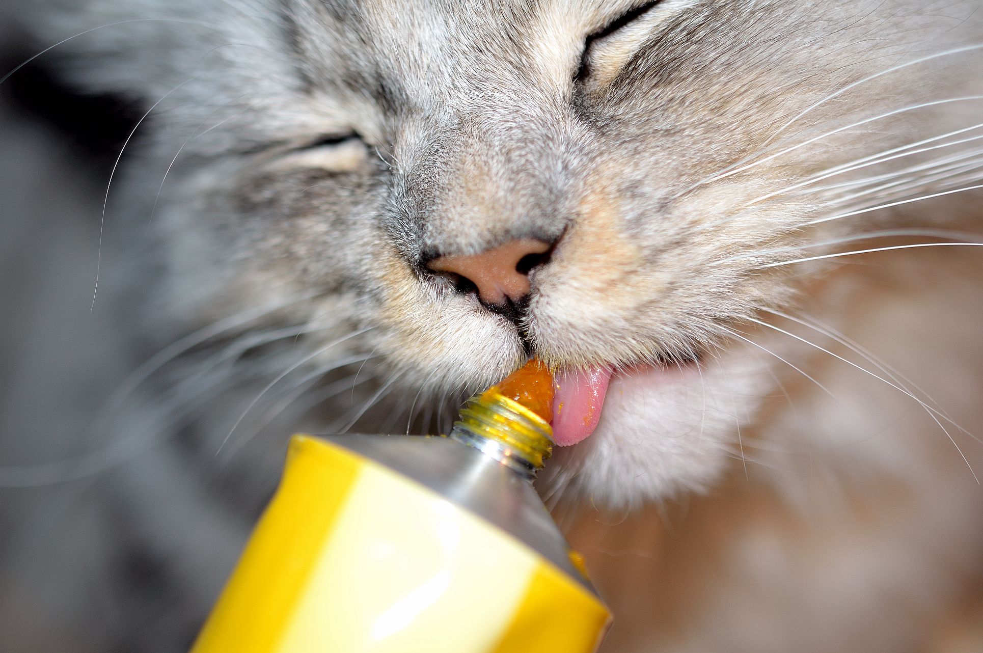 Nico schleckt Käsepaste