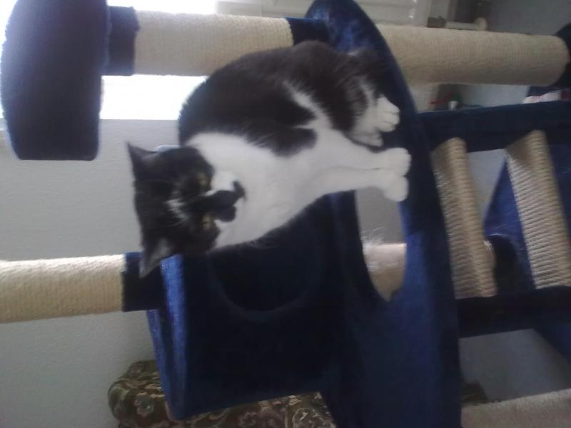 Nisha EKH 1994-2010
Meine erste unvergessene Katze
In meinem Herzen lebst Du weiter