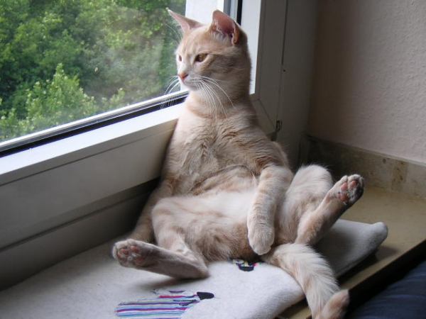 Noch einmal der Herr Kater..