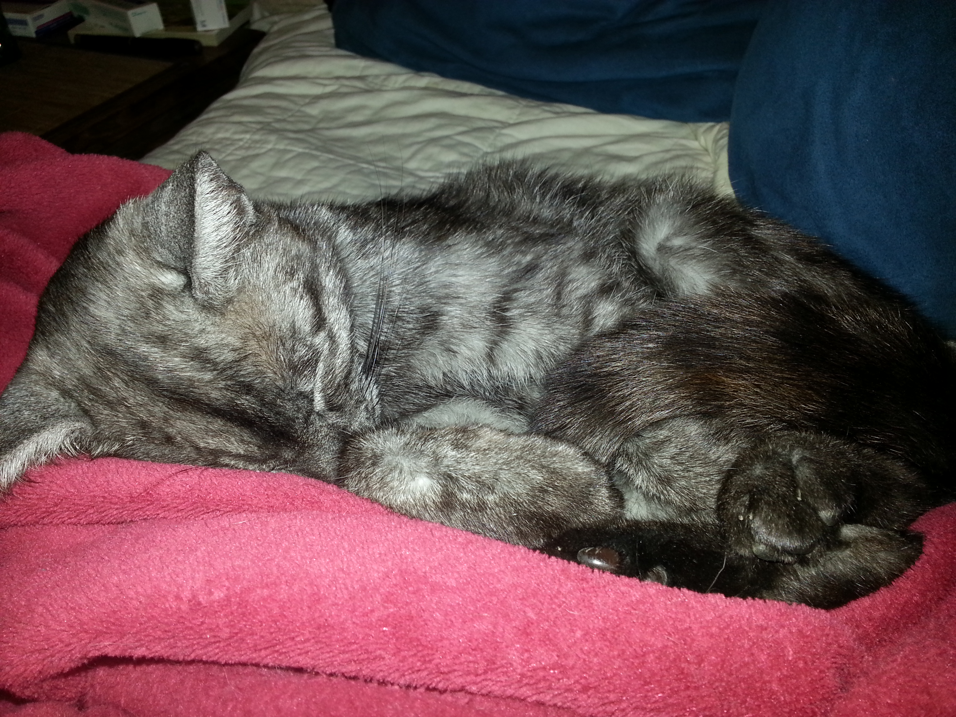 Noch mehr Schlafknäul <3