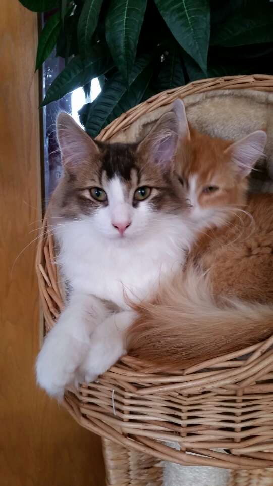 Noch passten beide in den Korb,das änderte sich jedoch sehr schnell