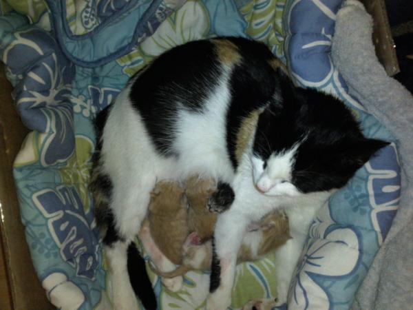 nochmal mukki und ihre babys