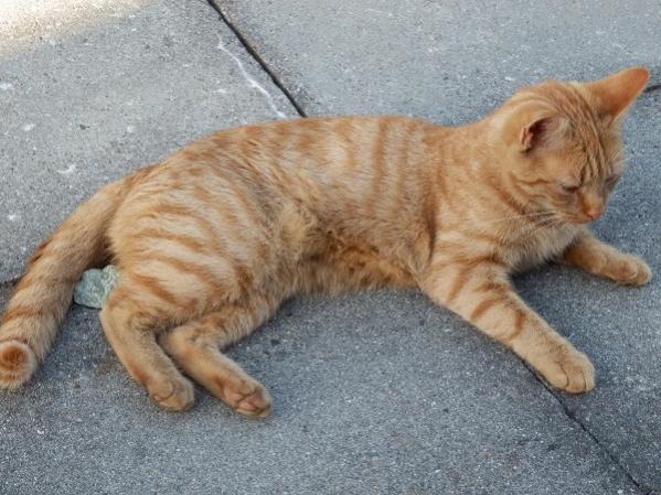 Nochmals mein Zuchtkätzin Super Karla