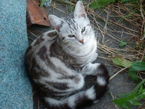 Nochmals Silver Tess