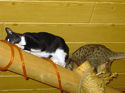 Oben auf dem Balken direkt unter der Decke