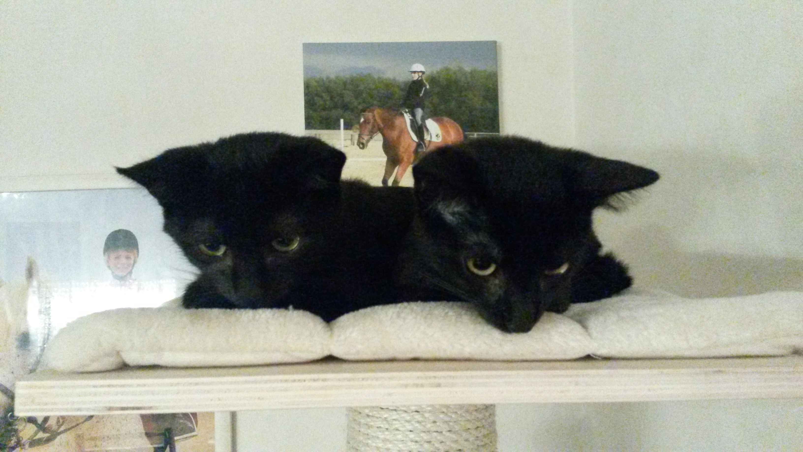 oh je, Dosi hat das laute Staub-Monster wieder dabei