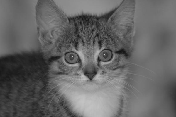 Oh schaue mir in die Augen...