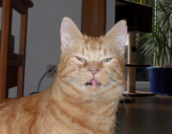 Ole - der Chef im Haus