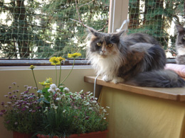 Orea auf Veranda kleinDSC00336