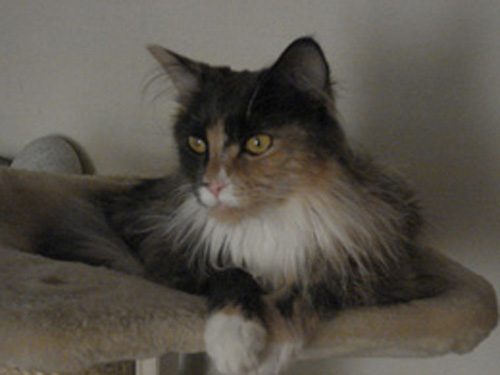 Orea, meine Schöne DSC00313 Orea klein