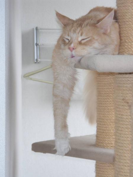 Osiris - heute hänge ich so richtig ab *ggg*. 
Leider ging er am 14.11.2012 über die Regenbogenbrücke