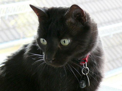 P1000113
Bino Rosario Räuberprinzi - mein kleiner Panther