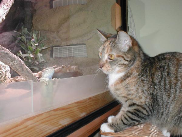 P1010029 (2)
Shiva mit ihrem Freund der Wüstenagame Thar (leider verstorben).