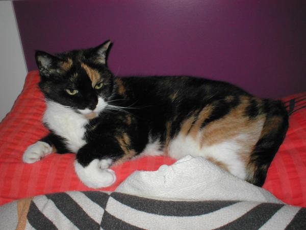 P1010032
Laila in meinem Bett. Sie schläft immer über meinem Kopf.