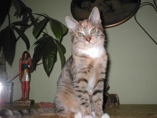 P1010035
Bin ich nicht schön? Mein Name ist Shiva.