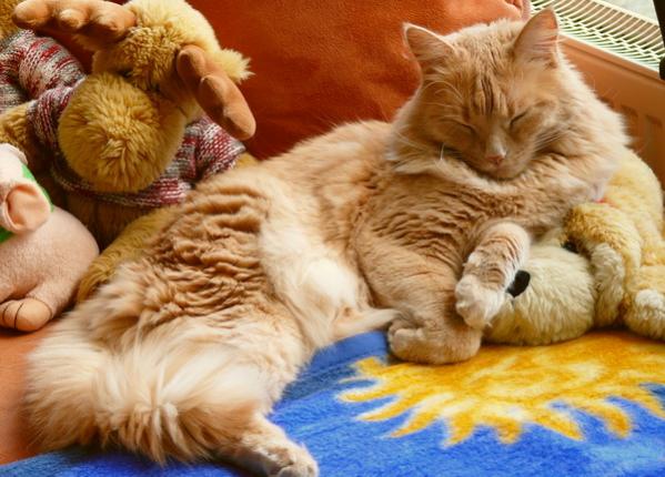 P1010209
Ich bin das neue Stofftier...