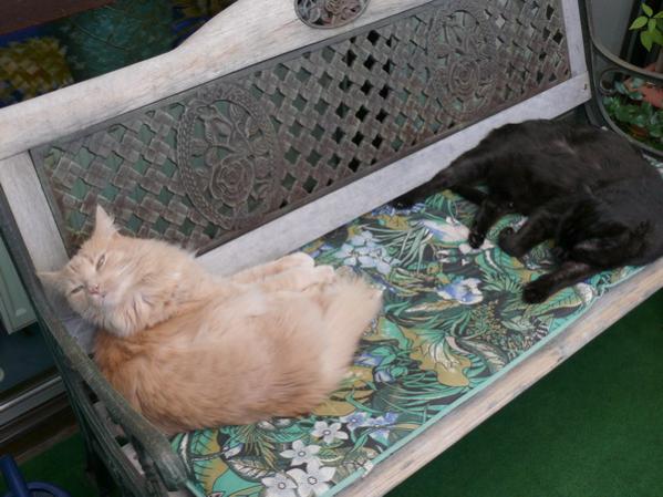 P1010228
Buddy &amp; Bino beim Faulenzen