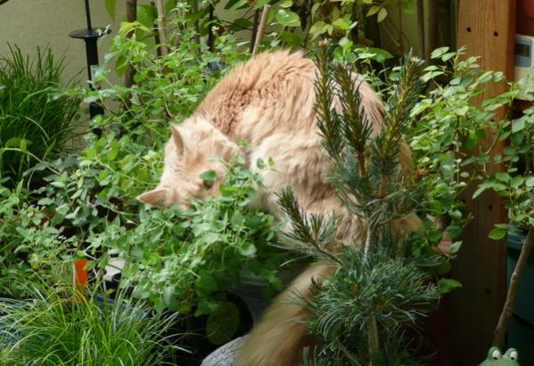 P1010522
Buddy bei der Pflege seines Gartens, Katzenminze, Katzengras...